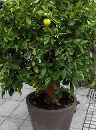 Culture Du Citron Cultiver Un Citronnier En Pot Taille Et Maladies Citronnier Cultiver Faire Germer Des Graines