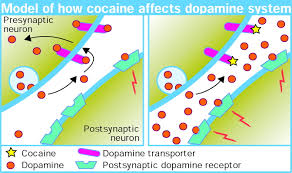 The cocaine trip working its way around the mucus, cocaine finds its way to the blood vessels in your nose. Seeking Ways To Crack Cocaine Addiction The Lancet