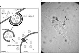 Image result for Black 1999 AAV