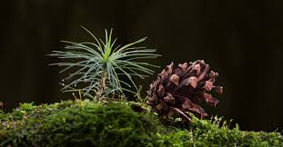 Faites Pousser Votre Propre Sapin De Noel Grace A Cette Astuce Faire Pousser Un Arbre Pomme De Pin Jardin Pomme De Pin