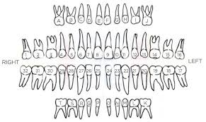 Alphabet writing chart, printable letter number art, red vowel poster, . Teeth Letters And Numbers Commerce Drive Dental