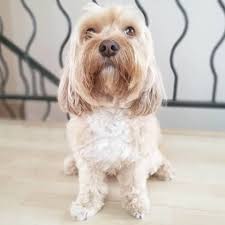 Una gran parte de ellos son precisamente perros sin raza. El Dia Del Perro Sin Raza Como Educar A Un Cachorro