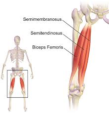 The hamstring muscles are a group of three muscles that run along the back of your thigh from your hip to just below your knee. Hamstrings Vaxer Battre Av Sittande Larcurl An Liggande Styrkelabbet