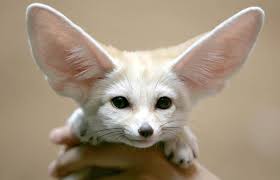 Technically called the pogona, the bearded dragon has a reputation for . Best Exotic Small Pets That Are Easy To Own Lovetoknow