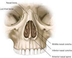 The fragile bones in the shape of a scroll that reside in the lateral walls of the nasal cavity are covered in mucous membranes in order to help warm and moisten the oxygen inhaled through the nostrils. Nasal Anatomy Bony Support Plastic Surgery Key