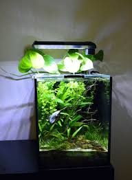Planted Betta Fish Tank Fish Tank Themes Fish Tank Plants Beta Fish Tank