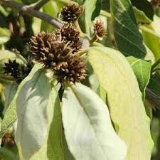 Image result for Rinorea ferruginea