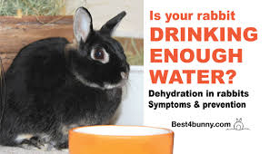 For an outdoor plant to go a week without water is nothing. Is Your Rabbit Drinking Enough Water Dehydration In Rabbits Symptoms Prevention Best 4 Bunny