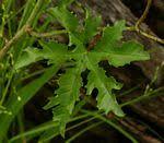 Image result for Merremia pterygocaulos