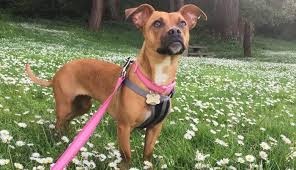 These are some of the images that we found within the public domain for your pug weiner dog mix keyword. 30 Popular Dachshund Mixes Which One Is Right For You K9 Web