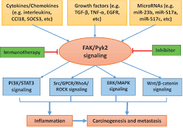 Higher consumption of these foods, instead of processed foods high in fat, refined starches (eg white bread or pasta. Cancers Free Full Text Proline Rich Protein Tyrosine Kinase 2 In Inflammation And Cancer