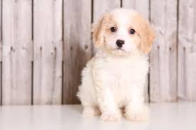 You should never buy a puppy based solely on price. Cavachon Puppy For Sale In Mount Vernon Oh Adn 32504 On Puppyfinder Com Gender Female Age 9 Weeks Old Cavachon Puppies Cavachon Puppies For Sale