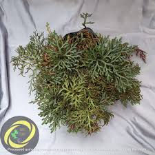 Image result for Fuirena sagittata