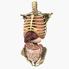 The human body is the structure of a human being.it is composed of many different types of cells that together create tissues and subsequently organ systems.they ensure homeostasis and the viability of the human body. Human Anatomy Study Torso 3d Model