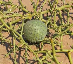 Image result for Acanthosicyos naudinianus