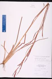 Image result for Coelorachis