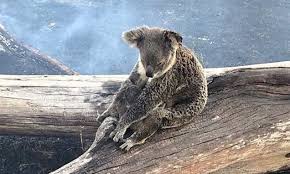 17 Homes Have Already Been Destroyed In The Queensland Bushfires Koala Koalas Animal Rescue