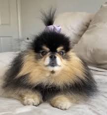Bts · jk's profile picture. 150 Yeontan Ideas In 2021 Bts Dogs Bts Taehyung Kim Taehyung