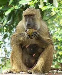 Yellow Baboon African Animals Baboon Scary Animals