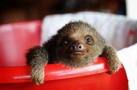Jemima has a mild case of mange, watch as she a baby sloth takes a bath. Baby Sloths Taking A Bath Album On Imgur