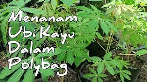 Agar berbagai unsur hara yang diperlukan tanaman bisa tersedia. Unik Menanam Ubi Kayu Di Polybag Youtube