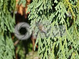 Image result for Platycladus