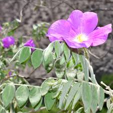 Image result for Zygophyllaceae