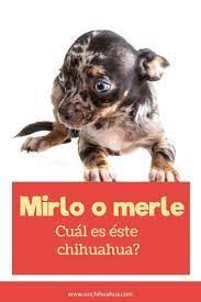 Cual Es El Chihuahua Merle O Mirlo Chihuahua Merle Chihuahua Mirlo