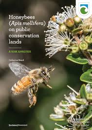 Image result for Agelanthus djurensis