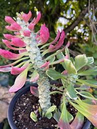 Image result for Euphorbia ramulosa