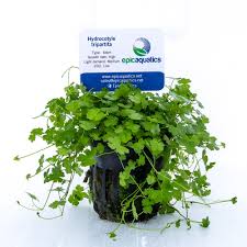 Image result for Hydrocotyle