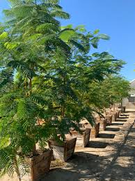 Image result for Delonix