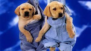 Cute Puppies Wallpaper For Desktop 2020 Cute Wallpapers If you would like to know other wallpaper, you could see our gallery on sidebar. cute puppies wallpaper for desktop