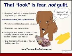 Dog Training Tips Chasing Cars And Pics Of Tips To Train Your Dog To Walk On A Leash Tip 9789683 Dogtra Dog Training Training Your Dog Dog Training Obedience