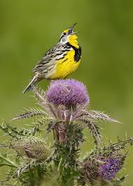 Backyard Birds Of East Texas Eastern Meadowlark On Thistle Bolivar Flats Upper Texas Coast Image Copyright 2011 Alan Murphy Photography Beautiful Birds Pet Birds Birds
