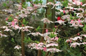 Image result for Embelia xylocarpa