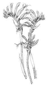 Wa Floral Emblem Could Incorporate This And Sturt S Desert Pea Wildflower Drawing Botanical Illustration Black And White Australian Wildflowers