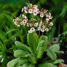 Image result for Primula