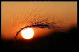 أقوال أعجبتني ما في المقام لذي عـقـل وذي أدب من راحة Facebook