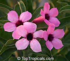 Image result for Adenium swazicum