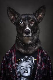 14 Photos Of Dogs Dressed In Human Clothing Based On Their Personalities Dog People Custom Cat Portrait Cat Portraits