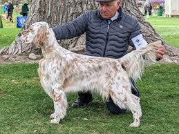 Puppies at Edwardian Intarsia