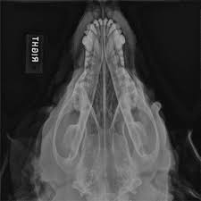 Image result for Skull XRay