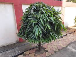 Image result for Monoon longifolium