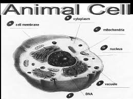 Inside the infected cell, the virus uses the translational system of the host to produce progeny virus. Cells And Cell Organelles History Of The Cell