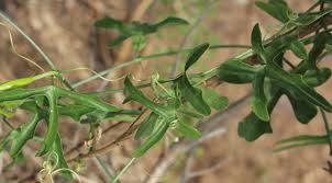 Image result for Coccinia sp. A