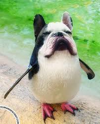 34 Animal Mash Ups That Ll Make You Question The World As You Know It Funny Animals Animal Mashups Cute Funny Animals