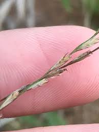 Image result for Trichoneura grandiglumis