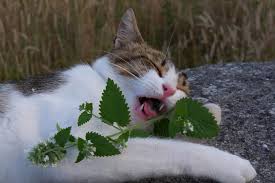 Kedi Nanesi Nedir Her Yonuyle Kediler Ve Nane Miyavliyo