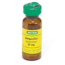 Image result for Ampicillin